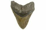 Fossil Megalodon Tooth - North Carolina #328445-1